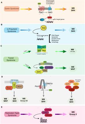 Cancer Predisposition Syndromes and Medulloblastoma in the Molecular Era
